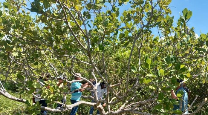 Governo da Paraíba incentiva expansão da cajucultura no Litoral