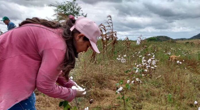 Agricultores da Agrovila Águas de Acauã começam colheita de algodão do roçado coletivo
