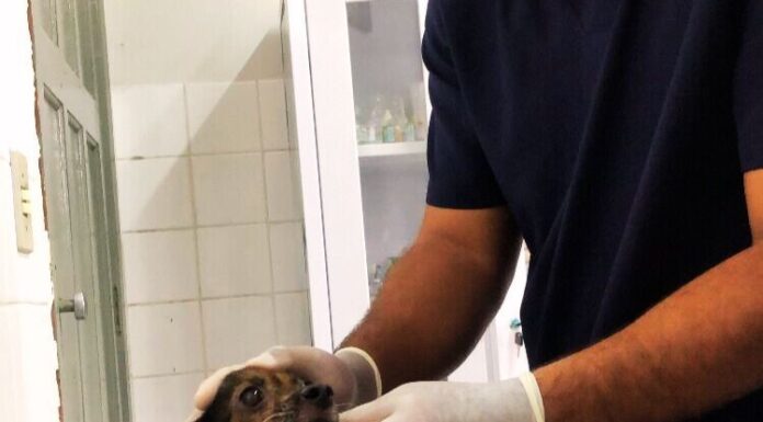 Centro de Zoonoses amplia horário de atendimento para as consultas clínicas veterinárias