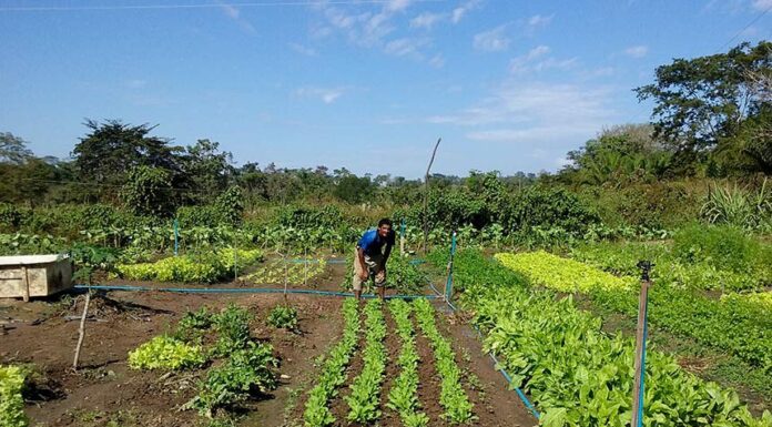 Sancionada lei que amplia acesso de agricultores familiares ao Garantia-Safra