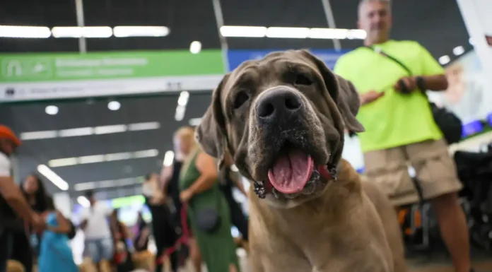 STF suspende lei sobre transporte aéreo de animais de apoio emocional