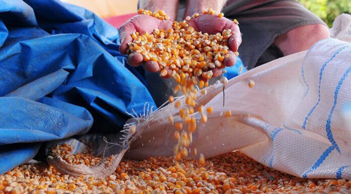 Medida Provisória libera R$ 190 milhões para fortalecer agricultura familiar