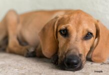 MPPB oferece denúncia contra homem que mutilou animal doméstico, em Ingá