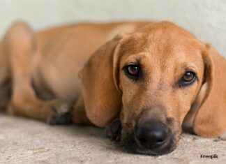 MPPB oferece denúncia contra homem que mutilou animal doméstico, em Ingá