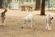 Estatuto dos Cães e Gatos prevê penas para quem maltratar animais