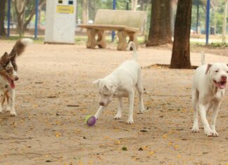 Estatuto dos Cães e Gatos prevê penas para quem maltratar animais