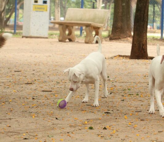 Estatuto dos Cães e Gatos prevê penas para quem maltratar animais
