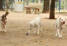 Lei torna crime exercício ilegal da medicina veterinária