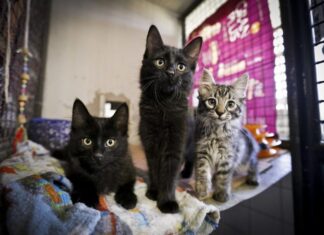 Projeto prevê incentivos para produção e venda de medicamentos genéricos veterinários