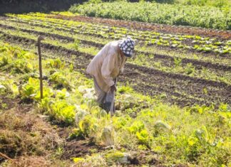 Medida provisória destina R$ 64,3 milhões para segurança alimentar e direitos dos povos indígenas