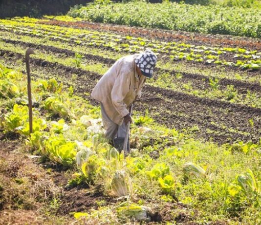 Medida provisória destina R$ 64,3 milhões para segurança alimentar e direitos dos povos indígenas